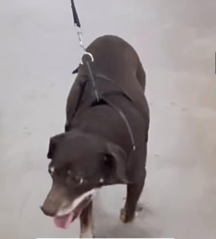 Enlarge Mimi, a Adoptable Miniature Pinscher in Woodlawn, TN image 4/4