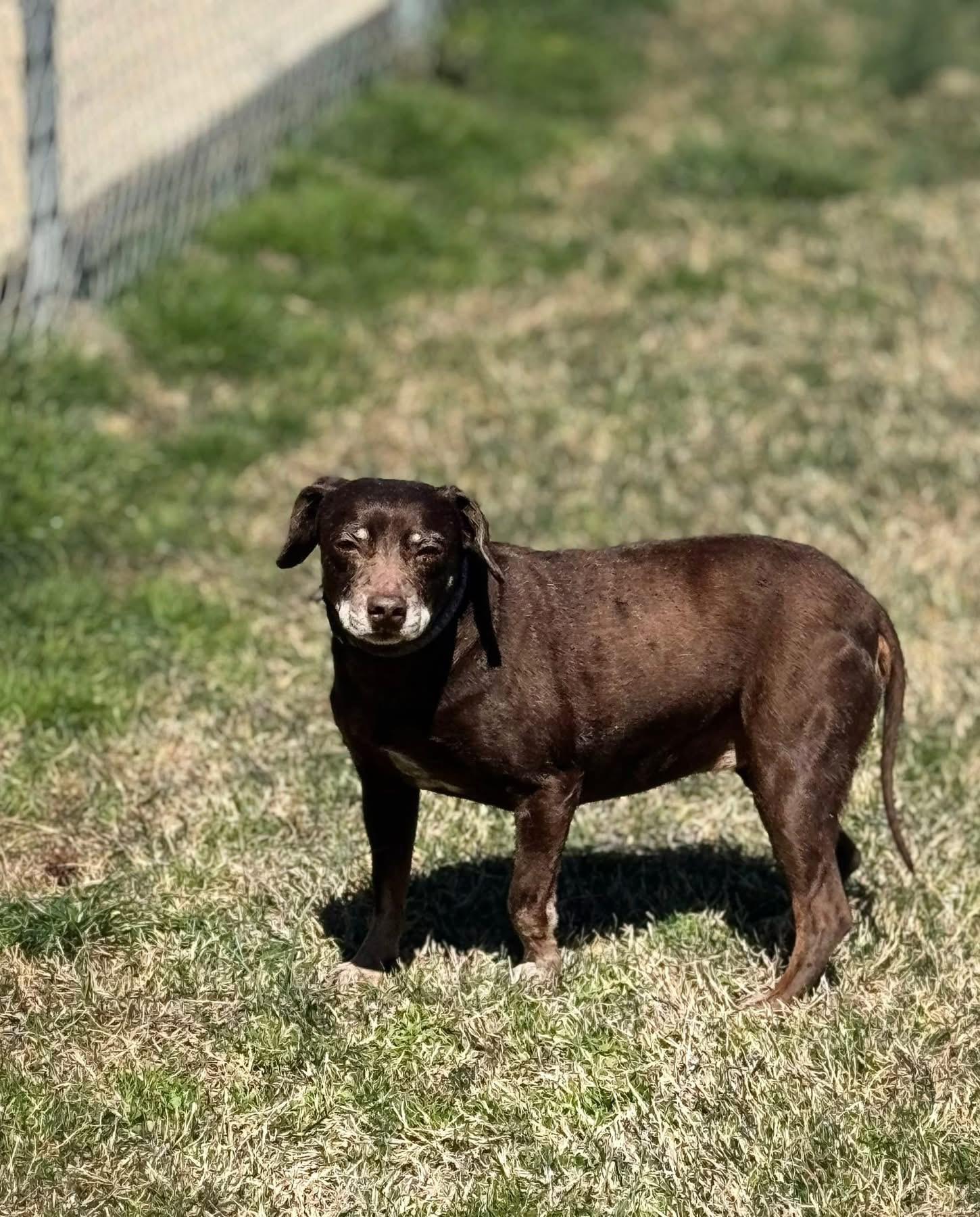 Enlarge Mimi, a Adoptable Miniature Pinscher in Woodlawn, TN image 5/6