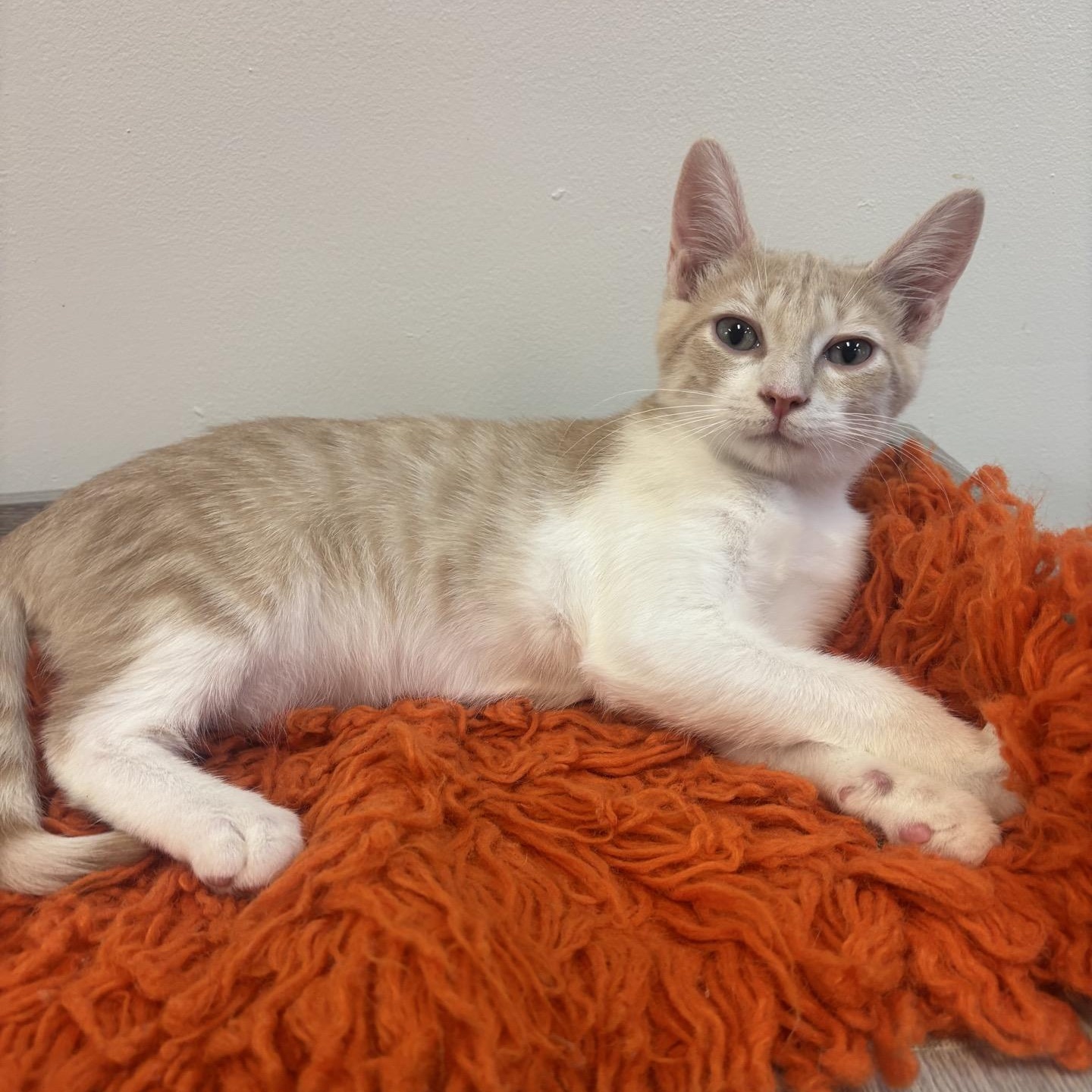 Brian at Fat Cat Cafe, Adoptable, Kitten Male Domestic Short Hair.