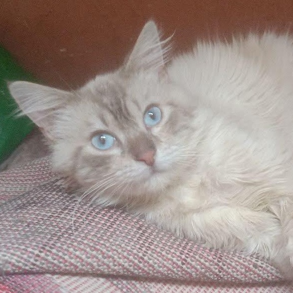 Malakee, Adult Male Ragdoll