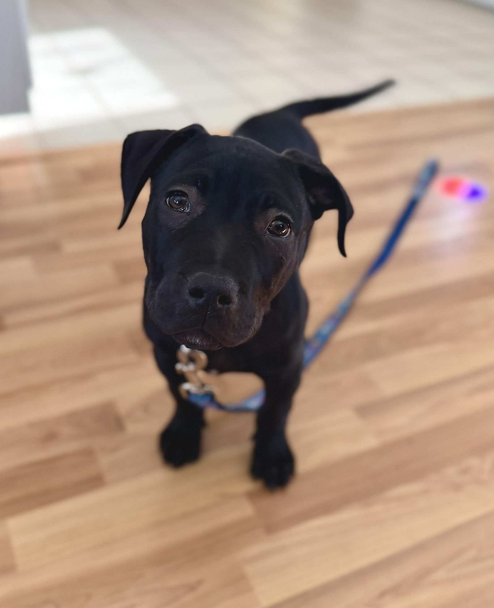 Enlarge Isaac, a Adoptable mixed breed in Pembroke, MA image 2/3