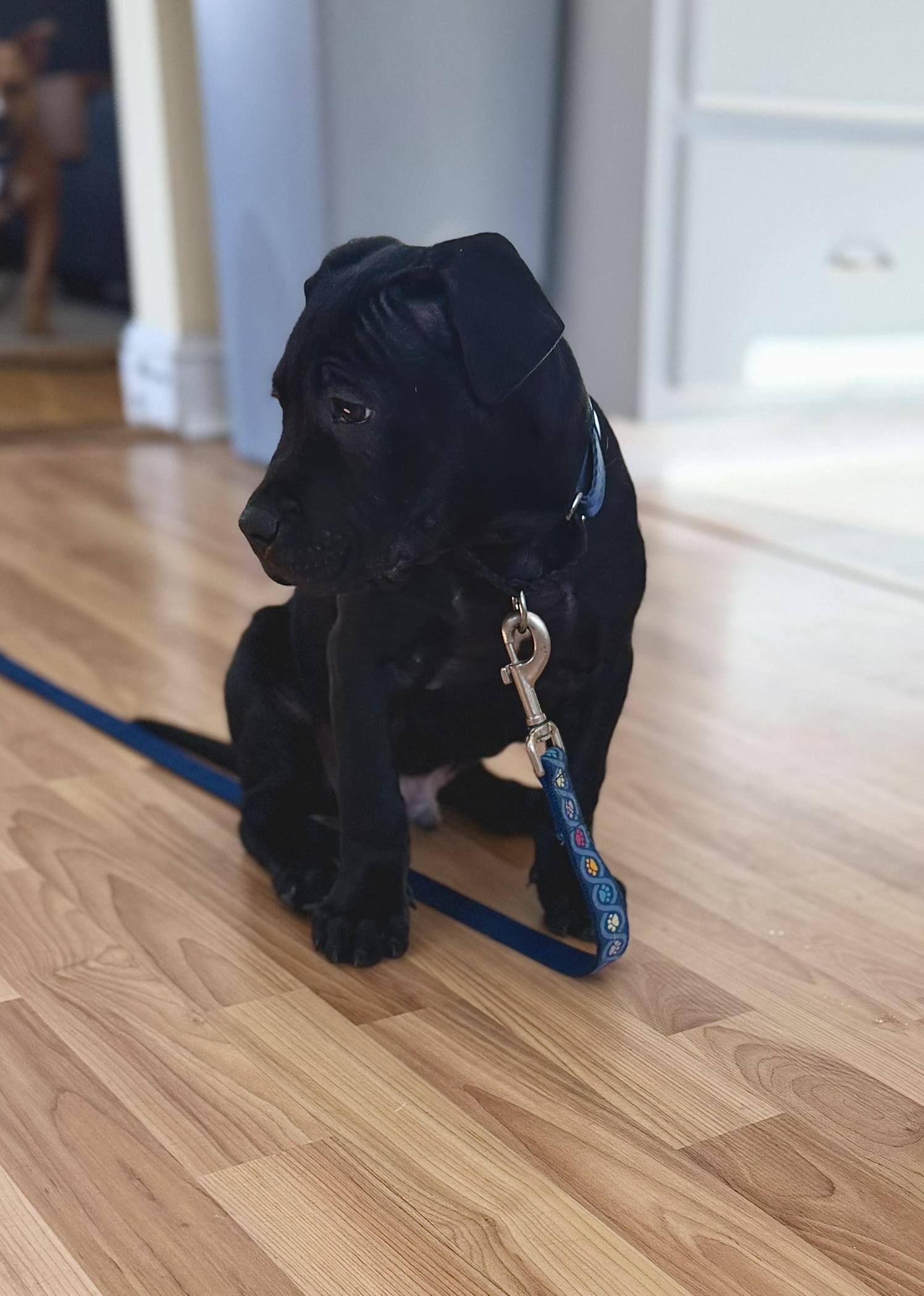 Enlarge Isaac, a Adoptable mixed breed in Pembroke, MA image 3/3