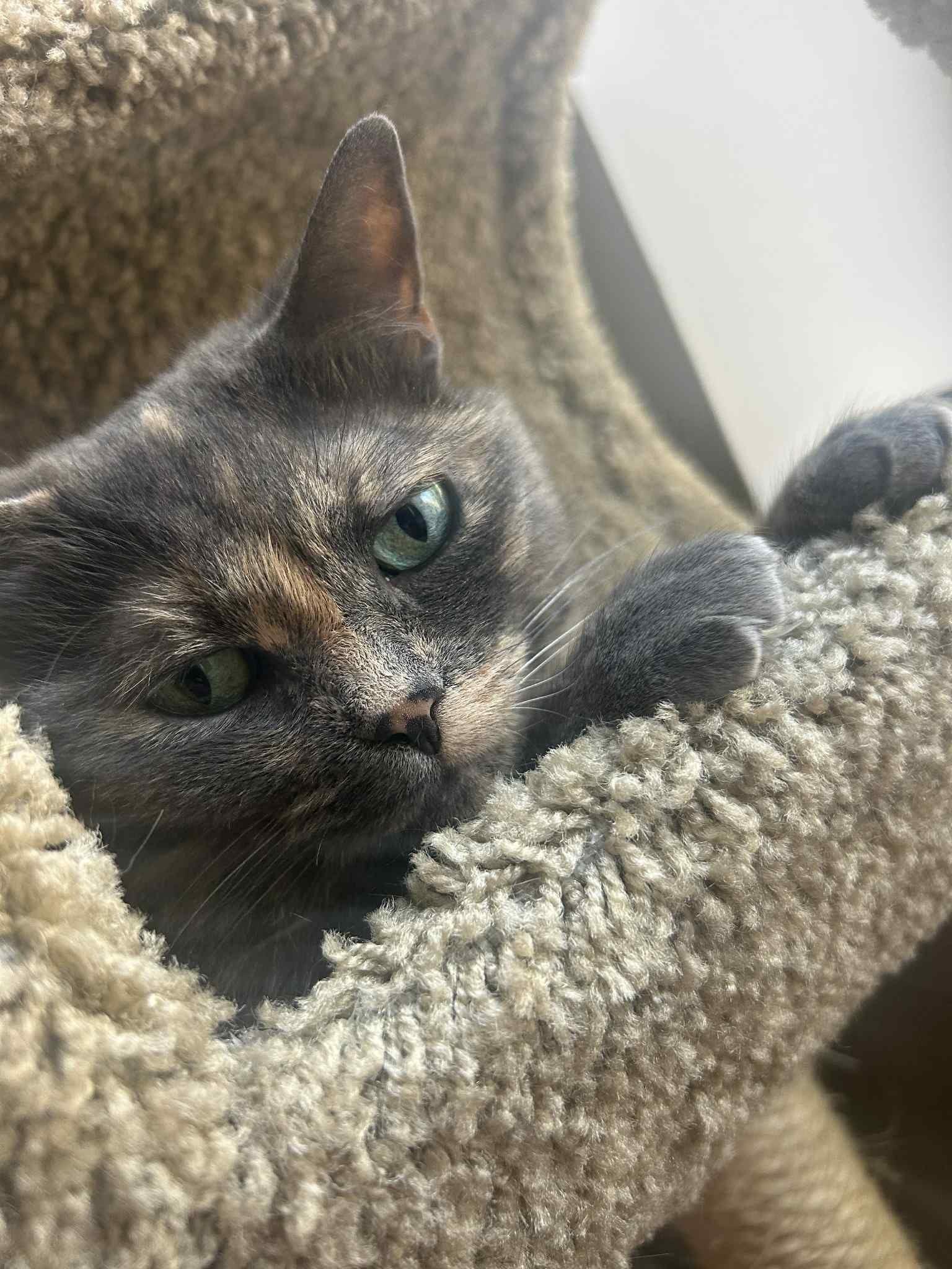 Enlarge Tink, a ADOPTABLE Domestic Short Hair in Mississauga, ON image 1/1