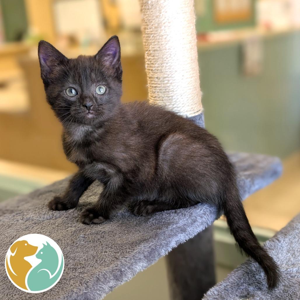 Scribble, Adoptable, Kitten Female Domestic Short Hair.