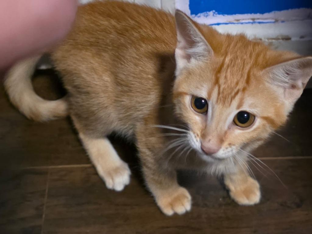 Simba, Adoptable, Kitten Male Domestic Short Hair.