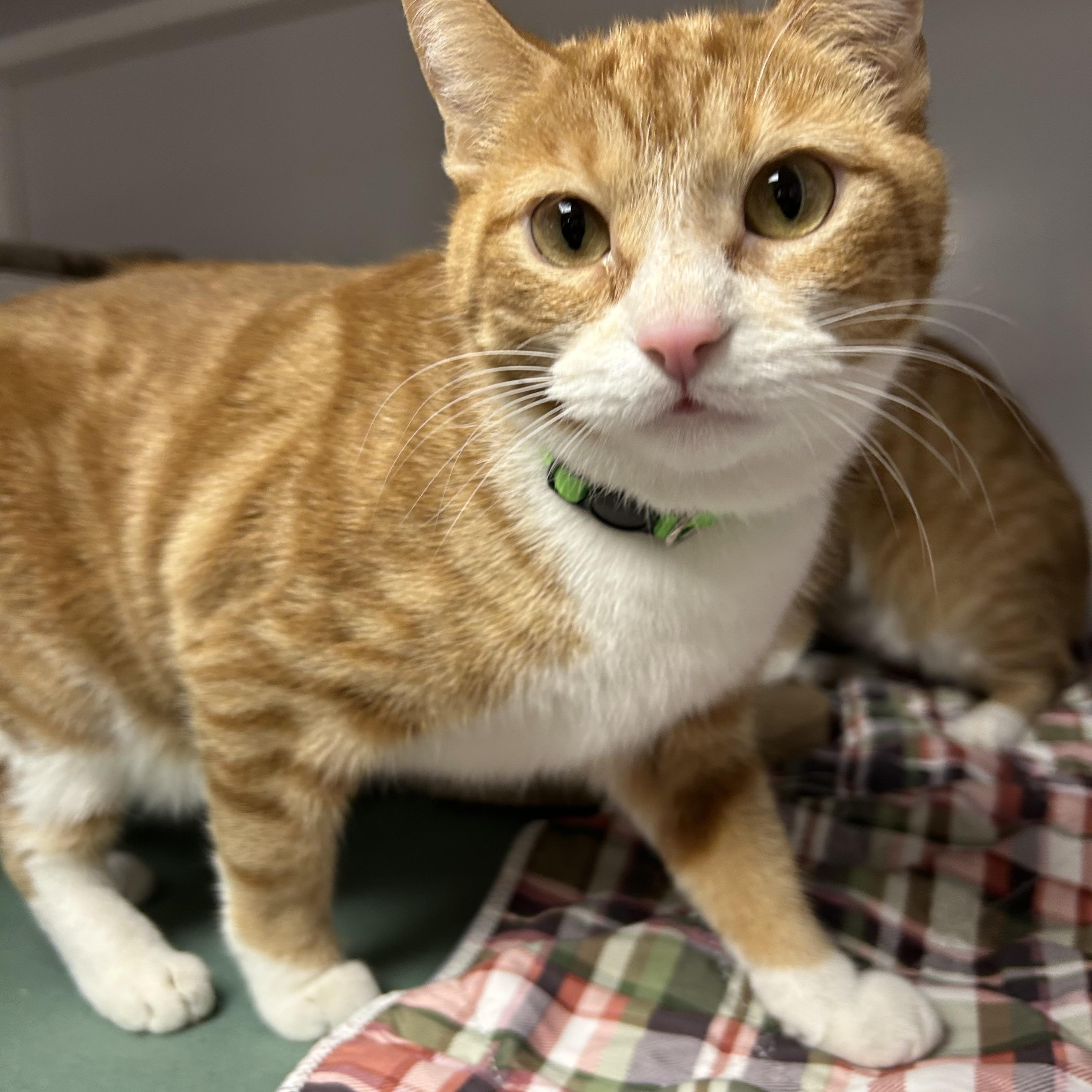 Crambola, ADOPTABLE, Young Female Domestic Short Hair.