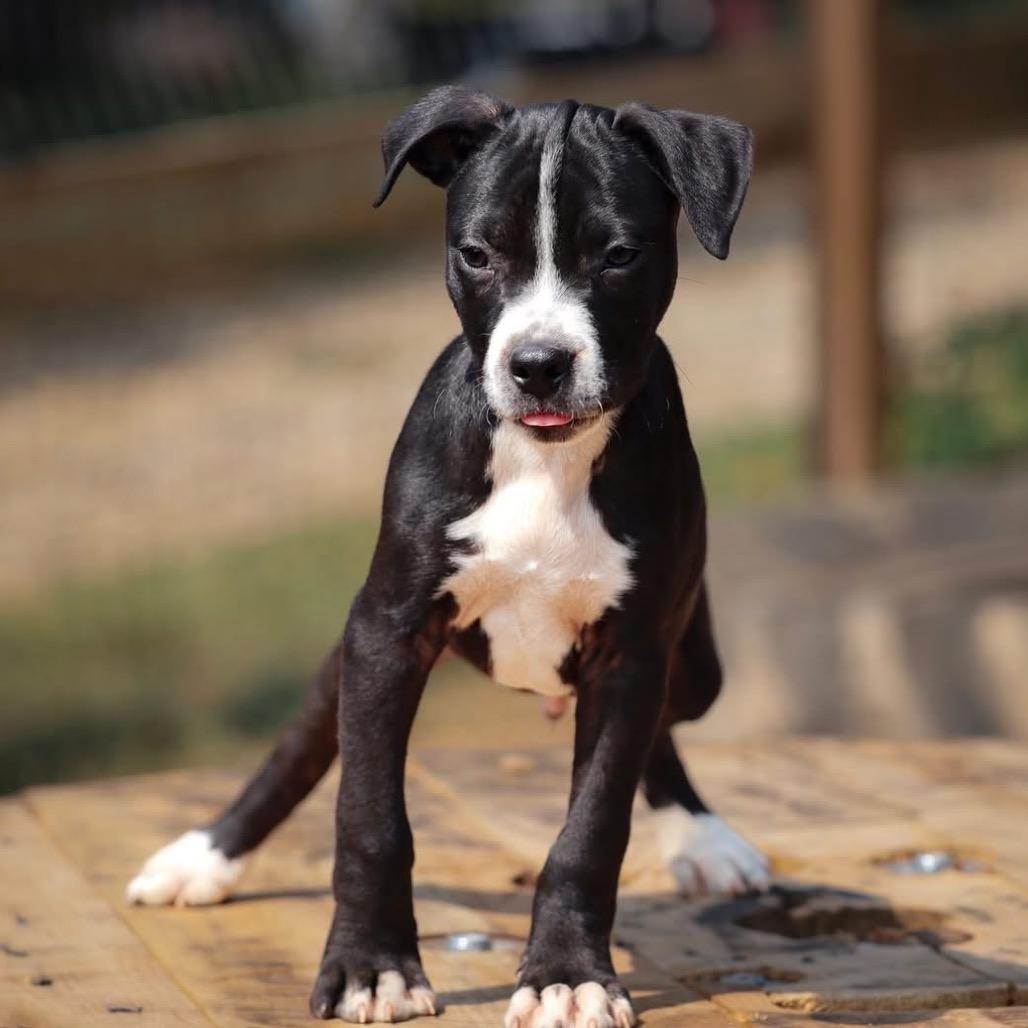 Enlarge T-Rex, a Adoptable mixed breed in Duck River, TN image 2/6