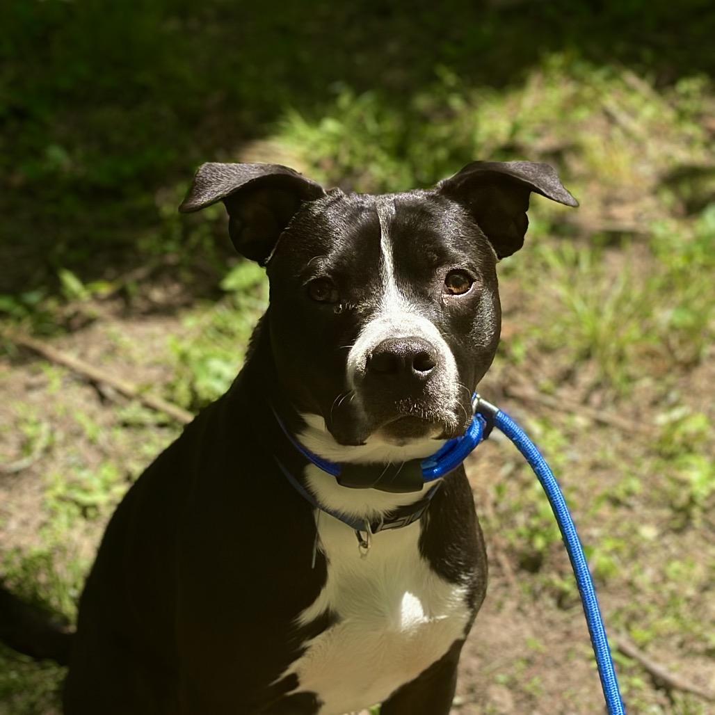 Enlarge T-Rex, a Adoptable mixed breed in Duck River, TN image 3/6