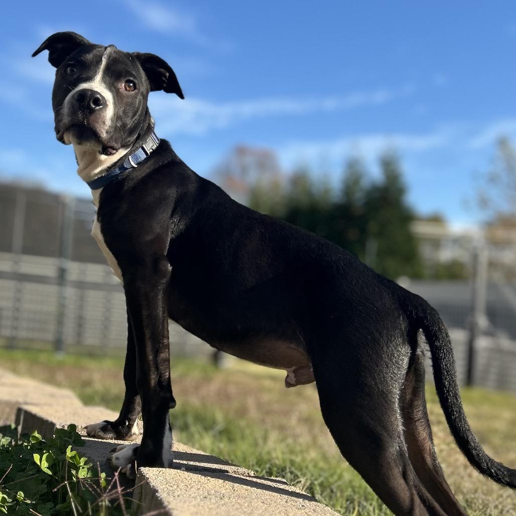 Enlarge T-Rex, a Adoptable mixed breed in Duck River, TN image 5/6