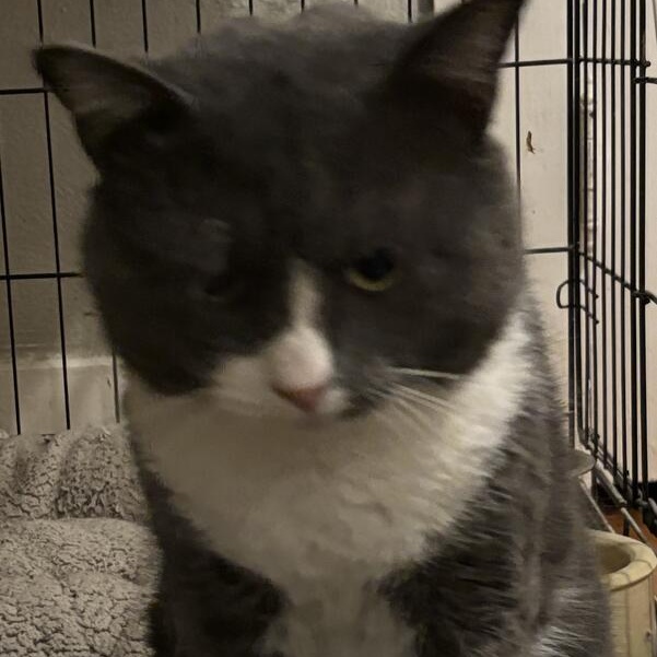 Mayor, ADOPTABLE, Adult Male Domestic Short Hair.