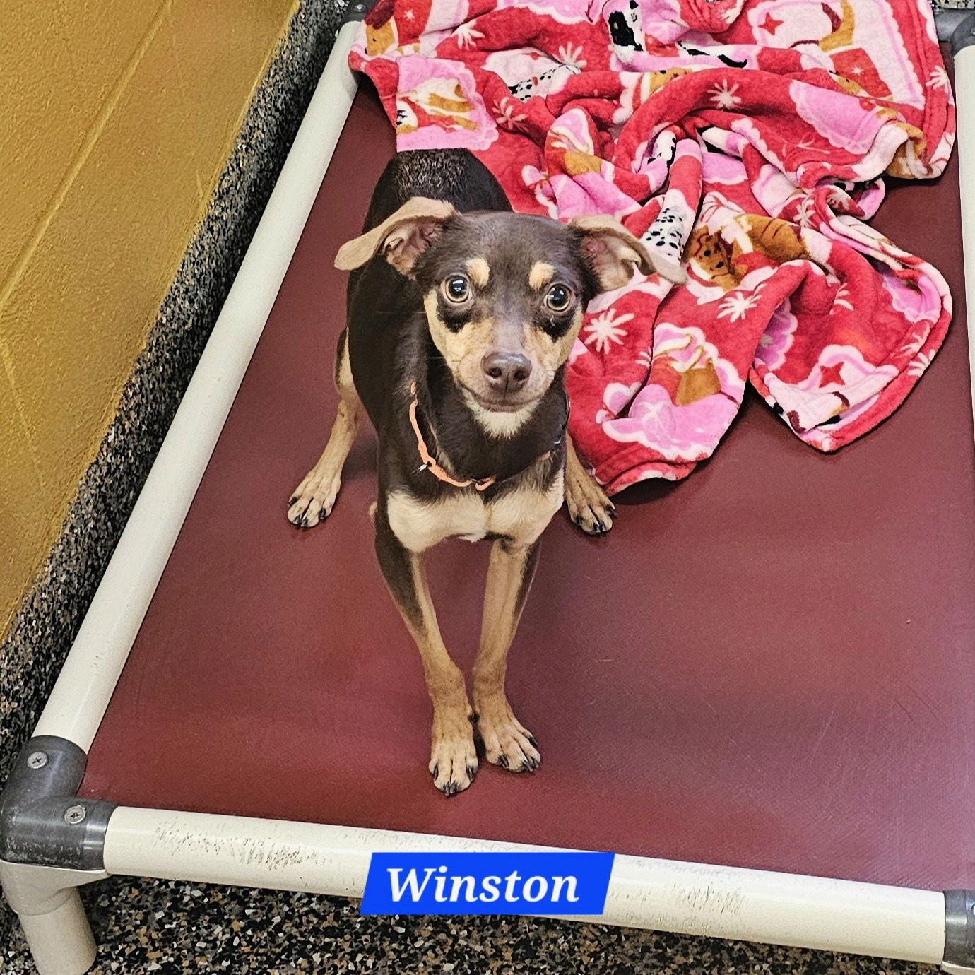 Enlarge Winston, a Adoptable mixed breed in Metairie, LA image 1/1