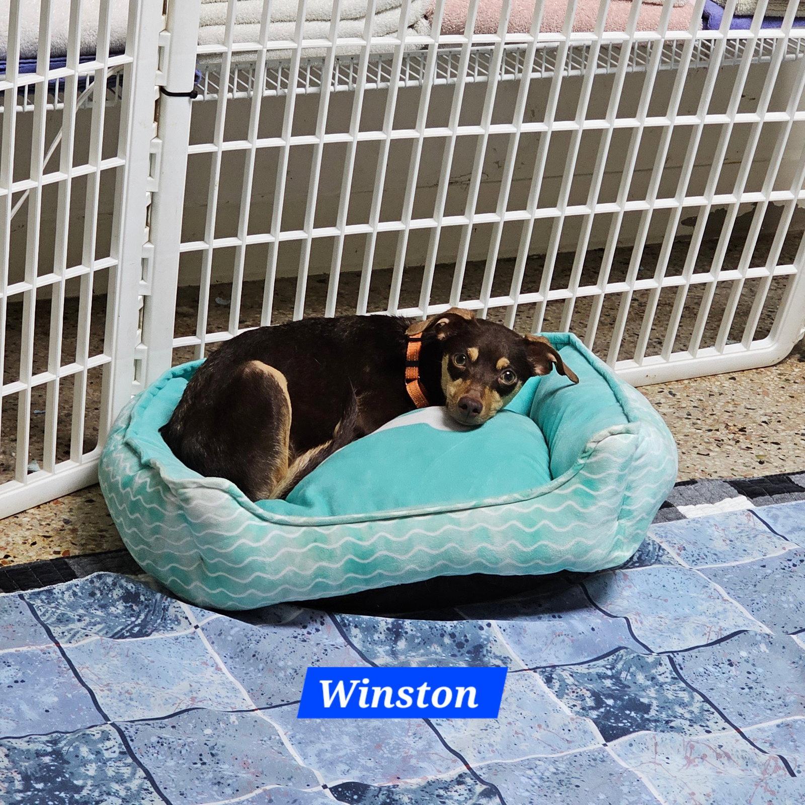 Enlarge Winston, a Adoptable mixed breed in Metairie, LA image 2/2