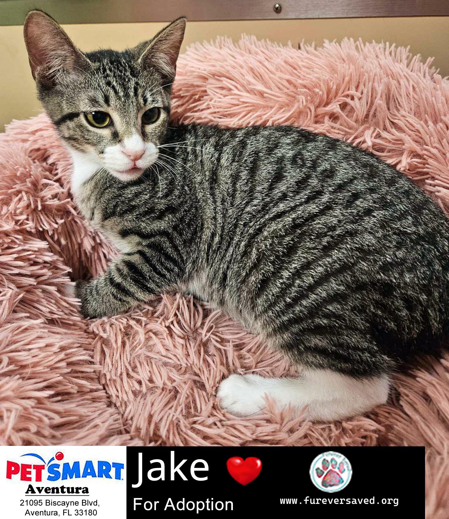 Enlarge Jake, a Adoptable mixed breed in Miami, FL image 1/5