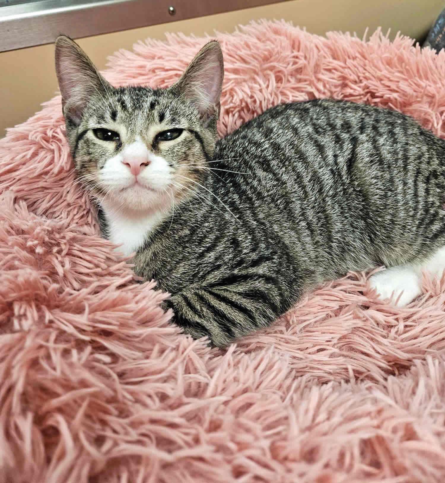 Enlarge Jake, a Adoptable mixed breed in Miami, FL image 5/5