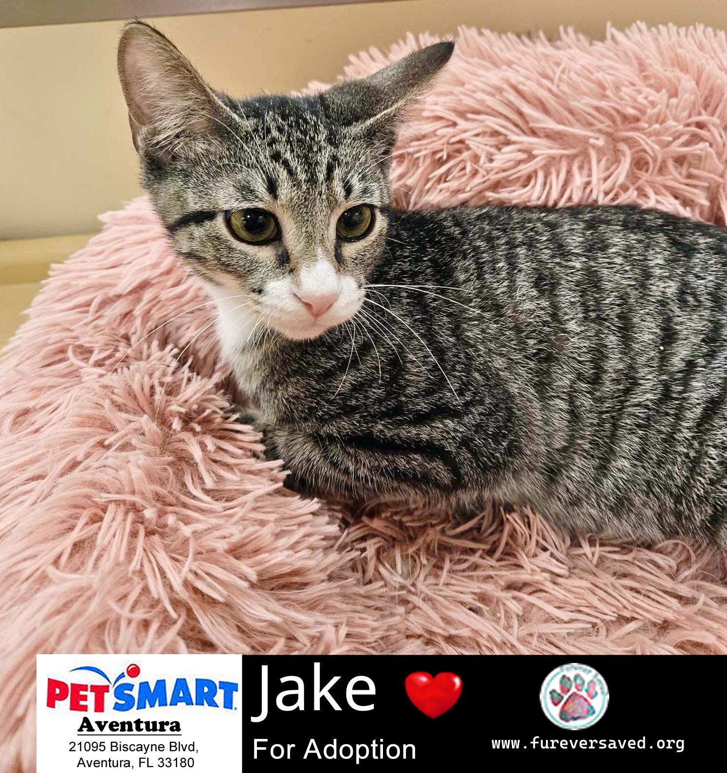Enlarge Jake, a Adoptable mixed breed in Miami, FL image 2/5
