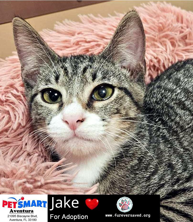 Enlarge Jake, a Adoptable mixed breed in Miami, FL image 3/5