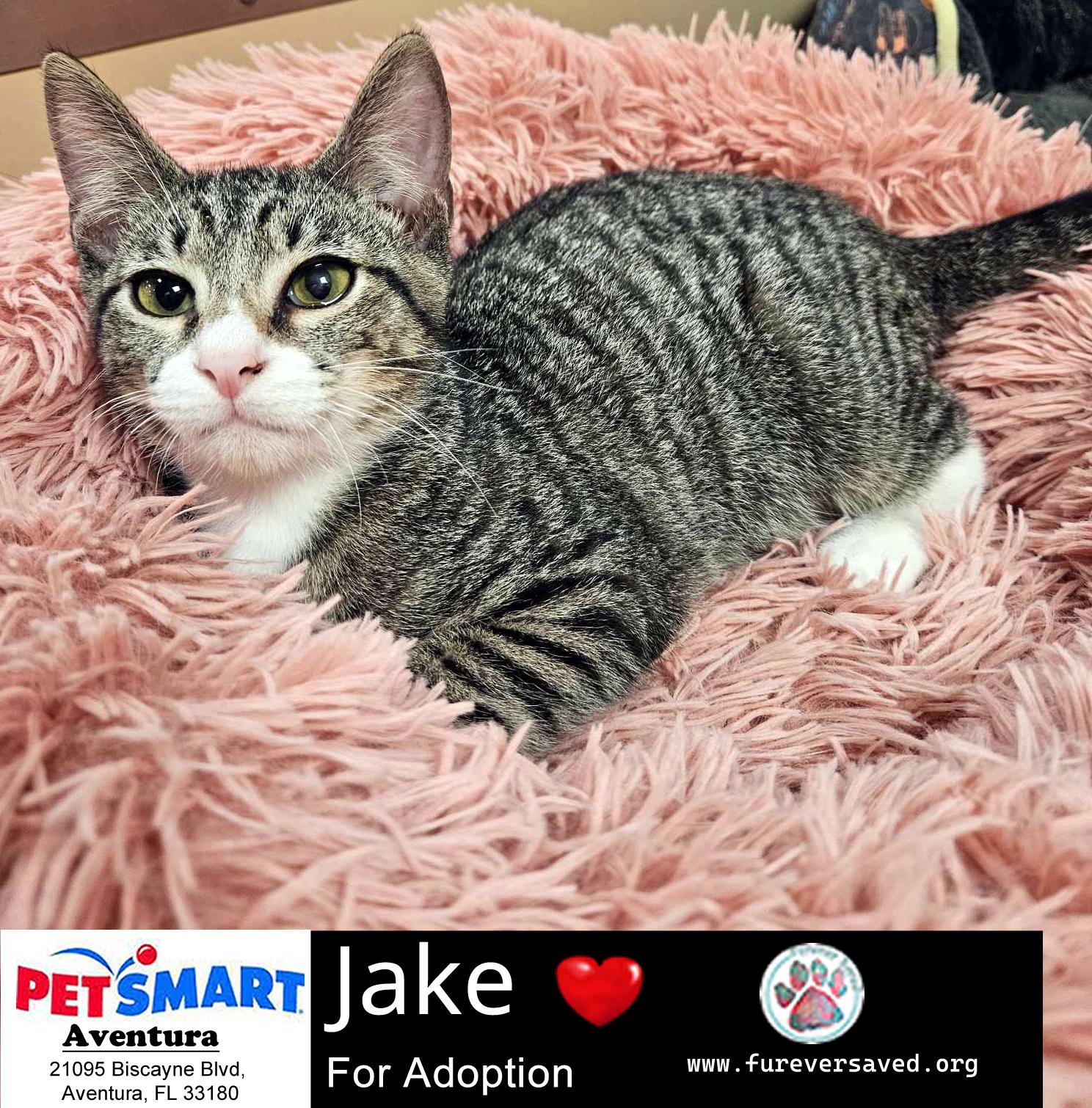 Enlarge Jake, a Adoptable mixed breed in Miami, FL image 4/5