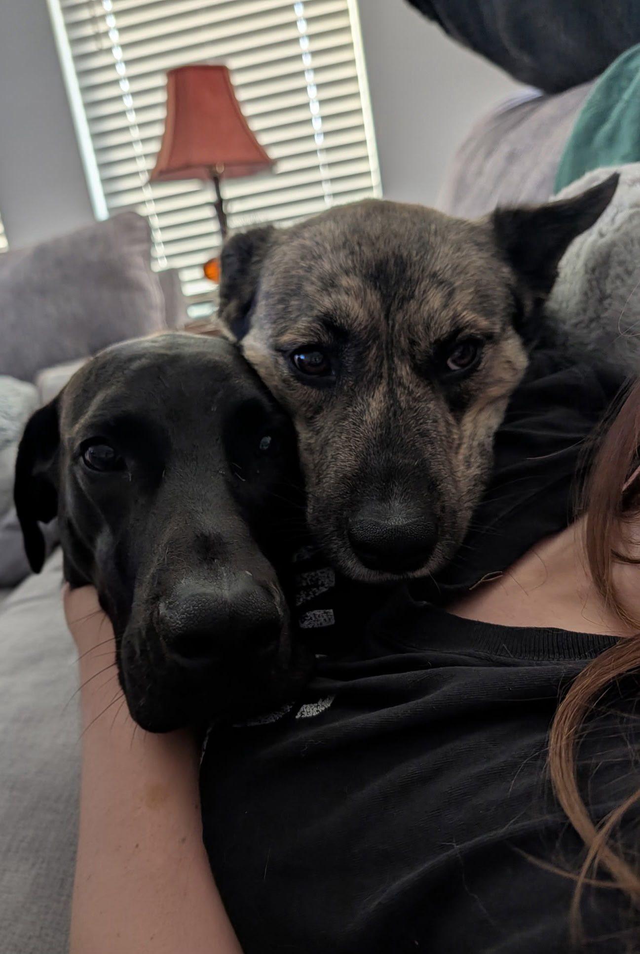 Enlarge Kingston, a Adoptable Great Dane in Dallas , TX image 5/5