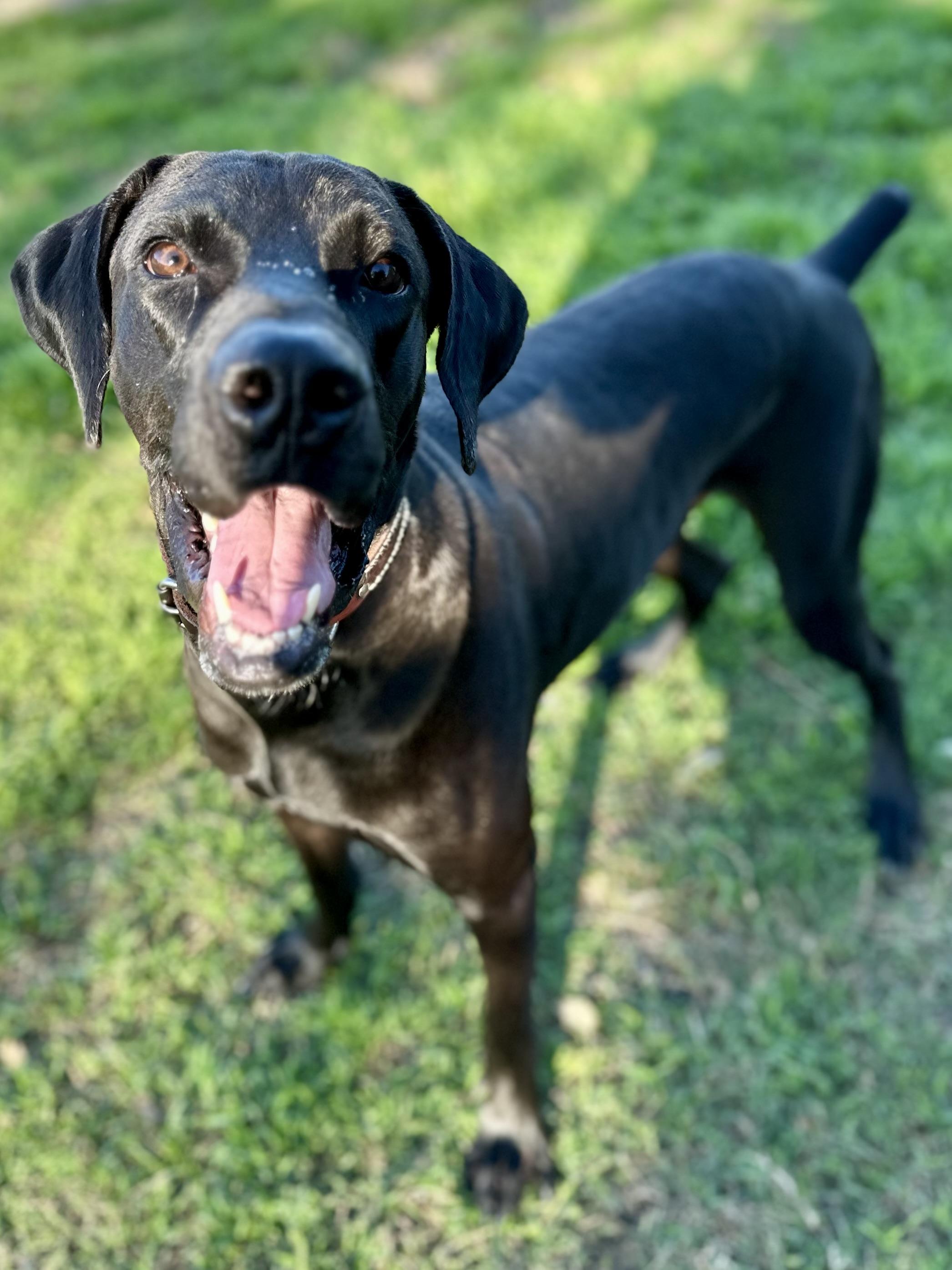Kingston, a Adoptable Great Dane in Fort Collins , CO image 2/5