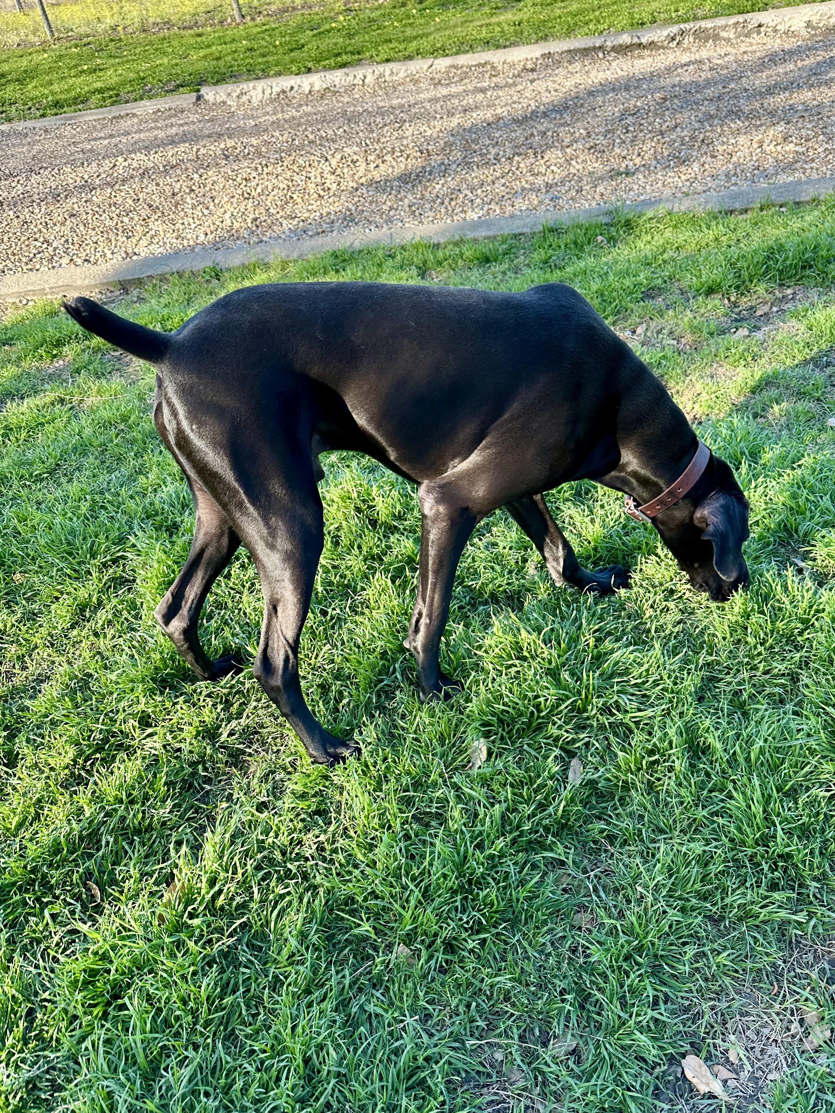 Kingston, a Adoptable Great Dane in Fort Collins , CO image 3/5