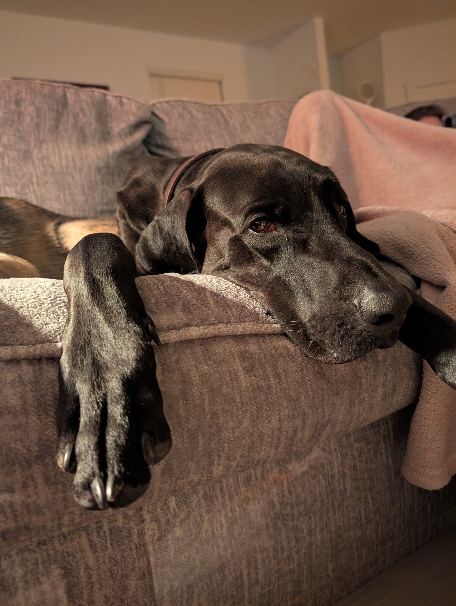 Enlarge Kingston, a Adoptable Great Dane in Dallas , TX image 1/5