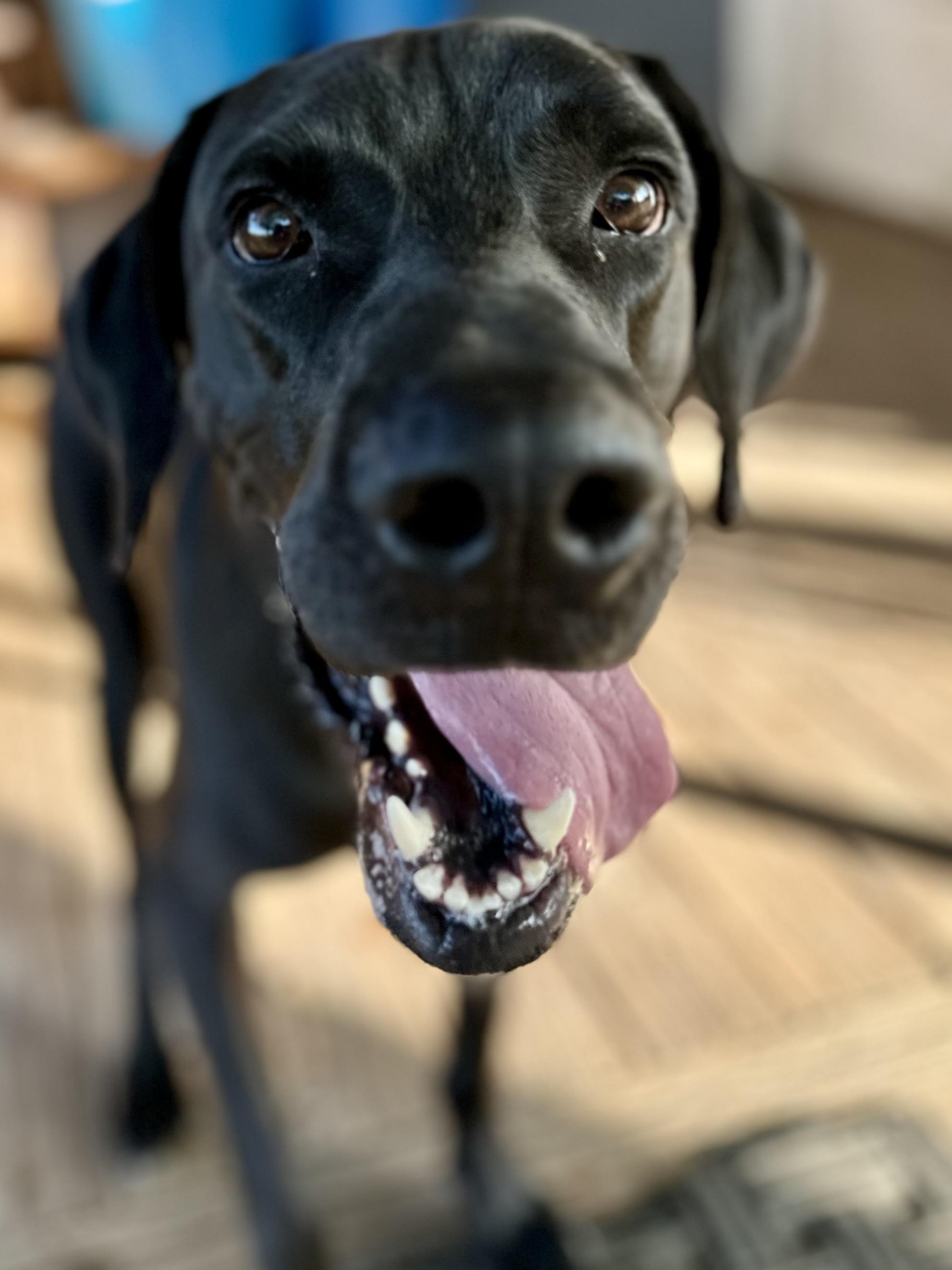 Kingston, a Adoptable Great Dane in Fort Collins , CO image 5/5
