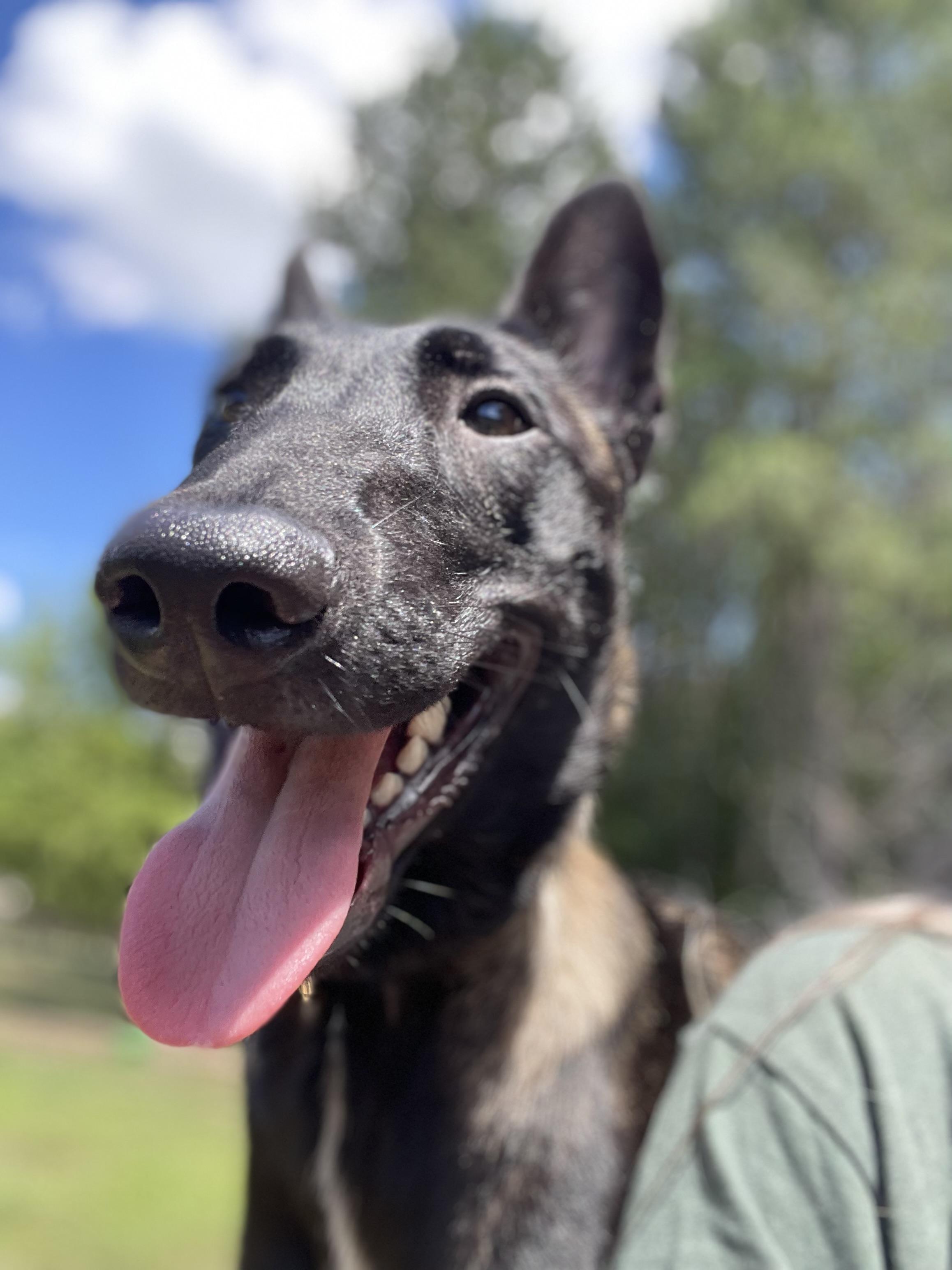 Athena, adopted, Young Female Belgian Shepherd / Malinois.