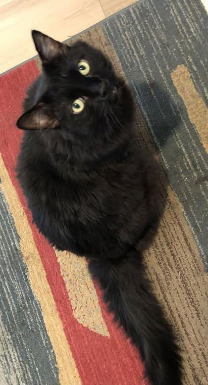 Oliver Boo, Adoptable, Senior Male Domestic Medium Hair & Domestic Short Hair.