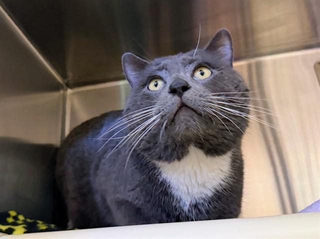 DARNELL, Adoptable, Adult Male Domestic Short Hair.