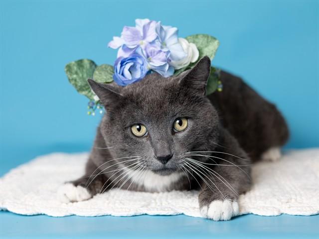 DARNELL, Adoptable, Adult Male Domestic Short Hair.