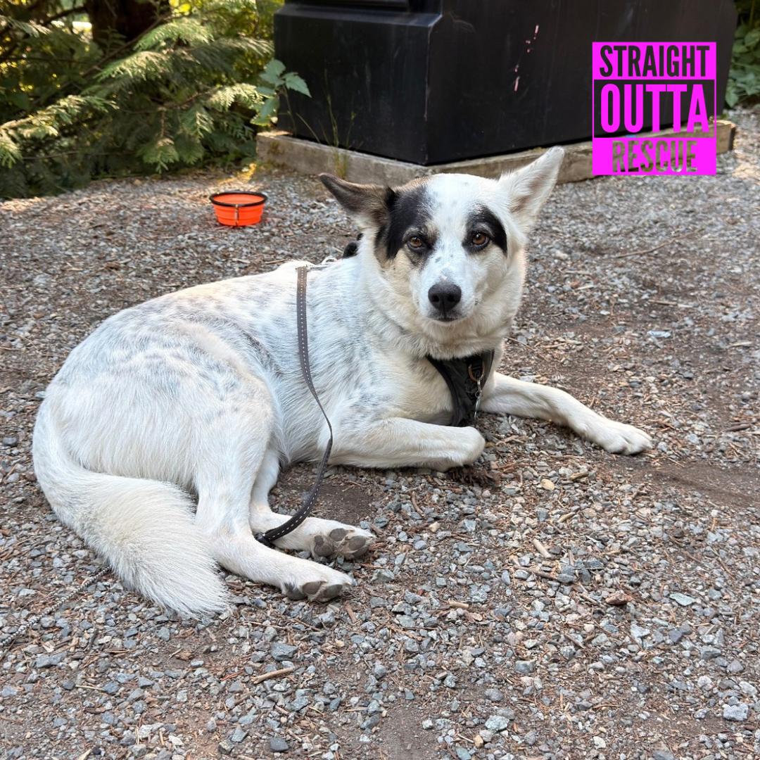 Enlarge Bug, a ADOPTABLE mixed breed in Vancouver, BC image 4/6