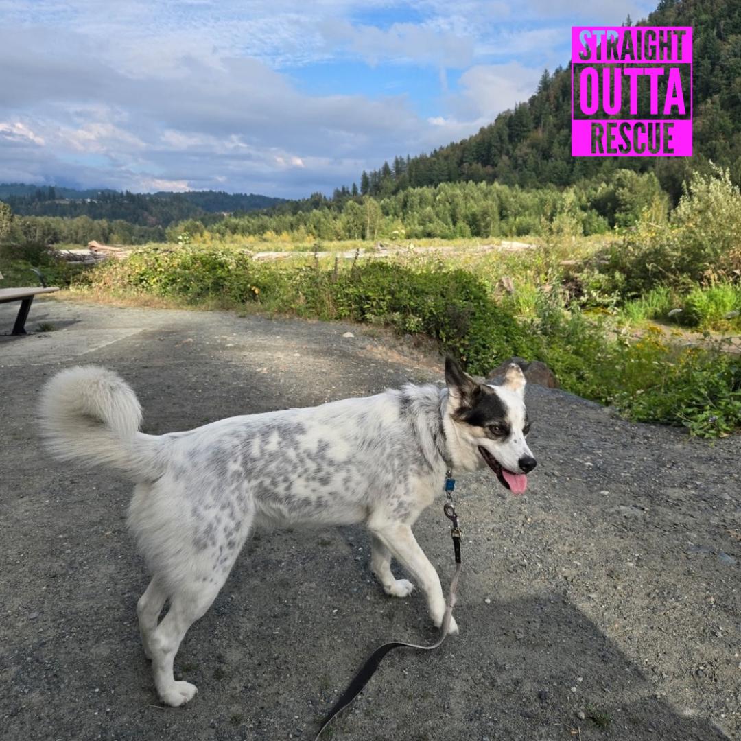 Enlarge Bug, a ADOPTABLE mixed breed in Vancouver, BC image 3/6