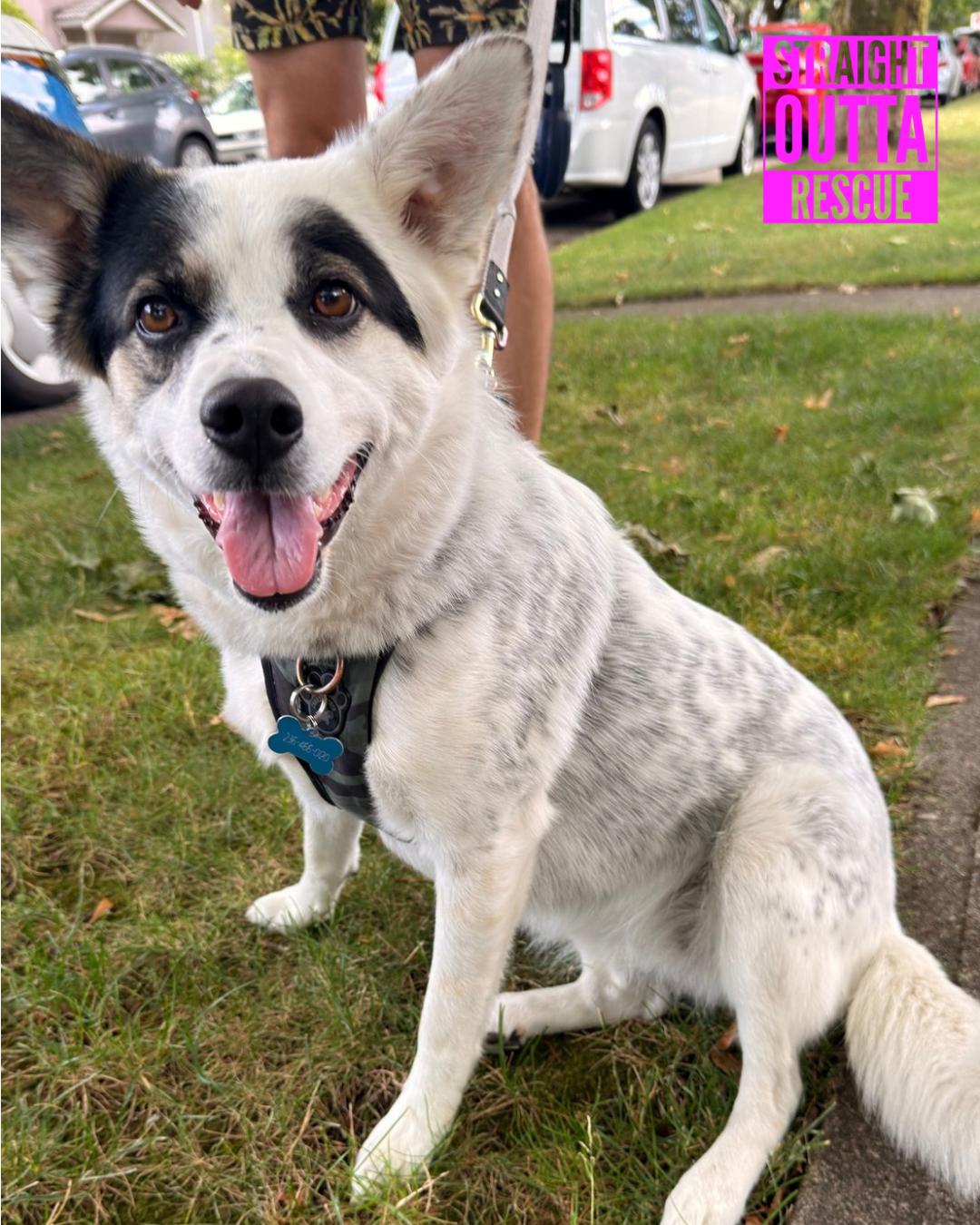 Enlarge Bug, a ADOPTABLE mixed breed in Vancouver, BC image 5/6