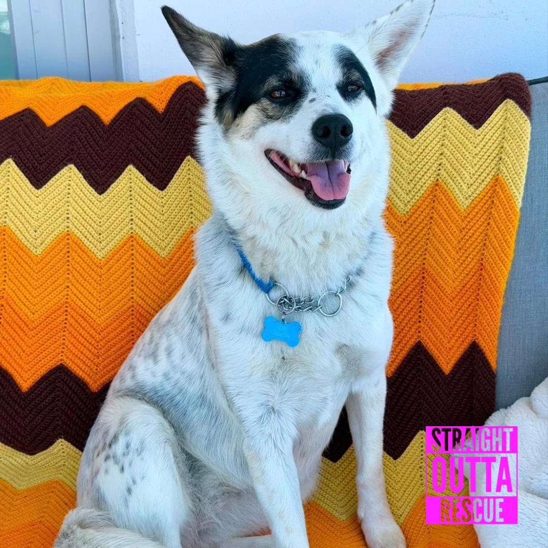 Bug, ADOPTABLE, Adult Female Australian Cattle Dog / Blue Heeler & Shepherd.