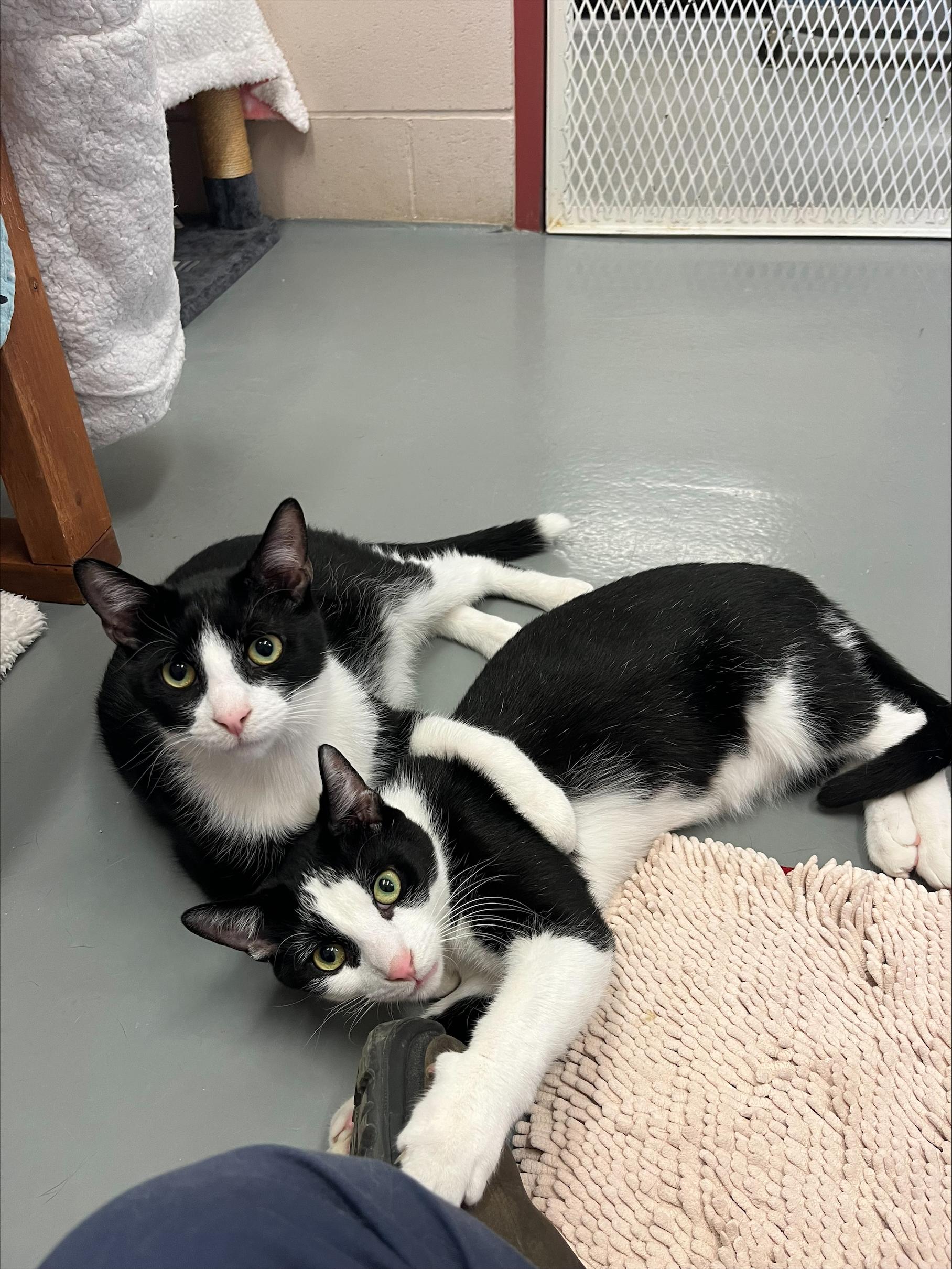 Enlarge Tux & Stewart, a ADOPTABLE Domestic Short Hair in Bowmanville, ON image 1/1