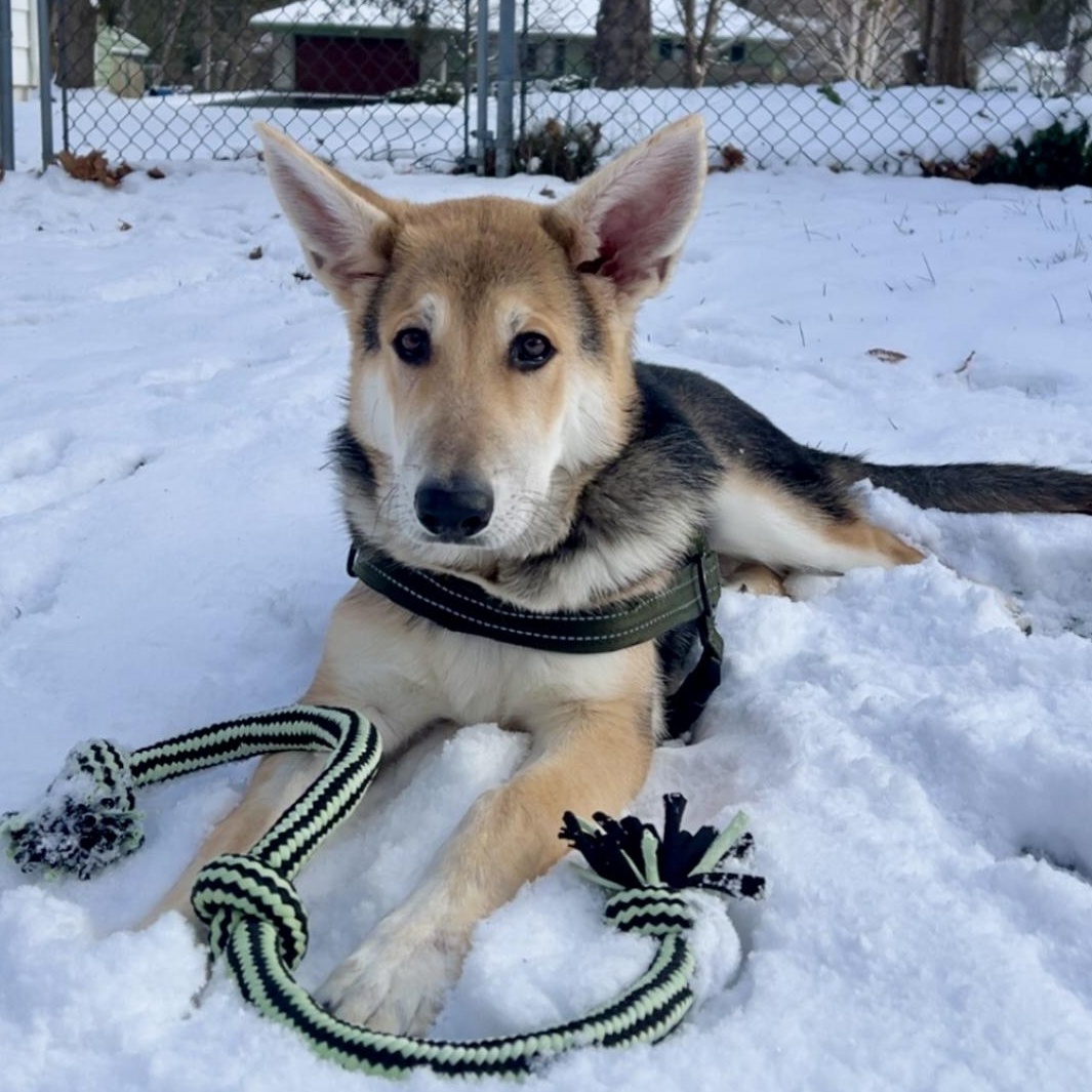 Bear, ADOPTABLE, Puppy Male German Shepherd Dog.