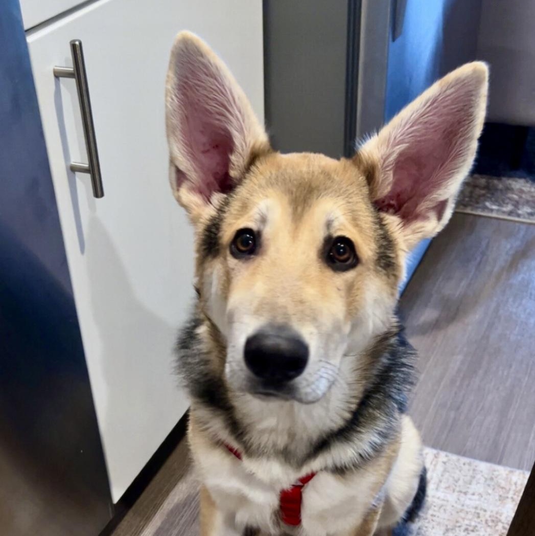 Bear, a ADOPTABLE mixed breed in Rochester, NY image 2/4