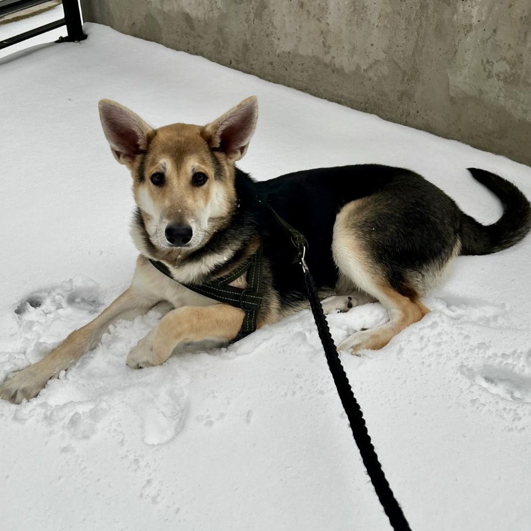 Bear, a ADOPTABLE mixed breed in Rochester, NY image 3/4
