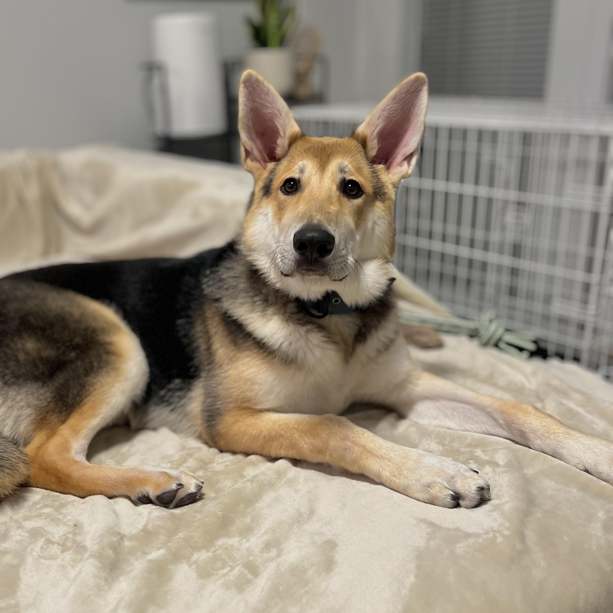 Bear, ADOPTABLE, Young Male German Shepherd Dog.