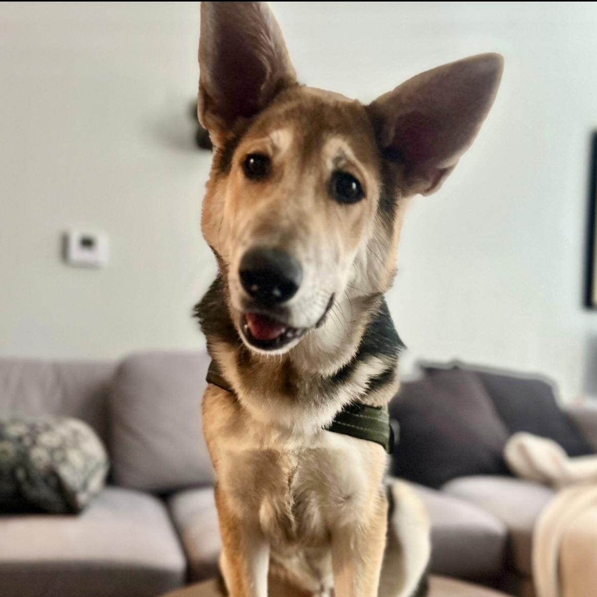 Bear, a ADOPTABLE mixed breed in Rochester, NY image 4/4