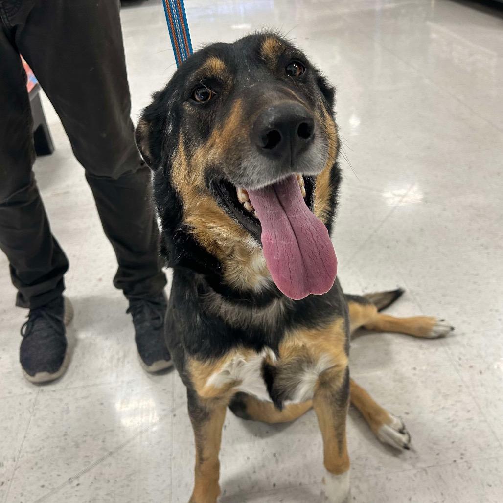 Luna OS NV, a Adoptable Shepherd in Las Vegas, NV image 1/2