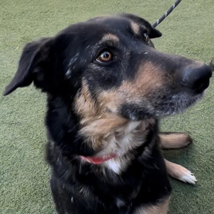 Luna OS NV, a Adoptable Shepherd in Las Vegas, NV image 2/2