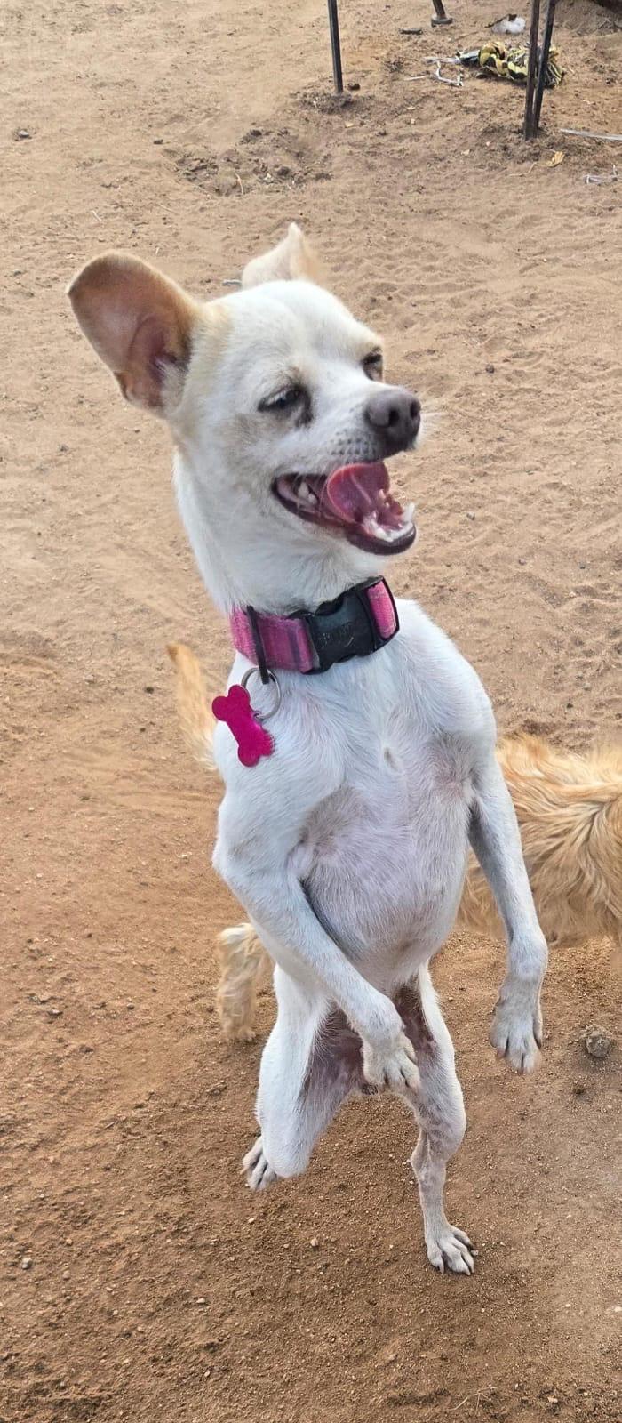 Tibo, adopted, Young Male Chihuahua.