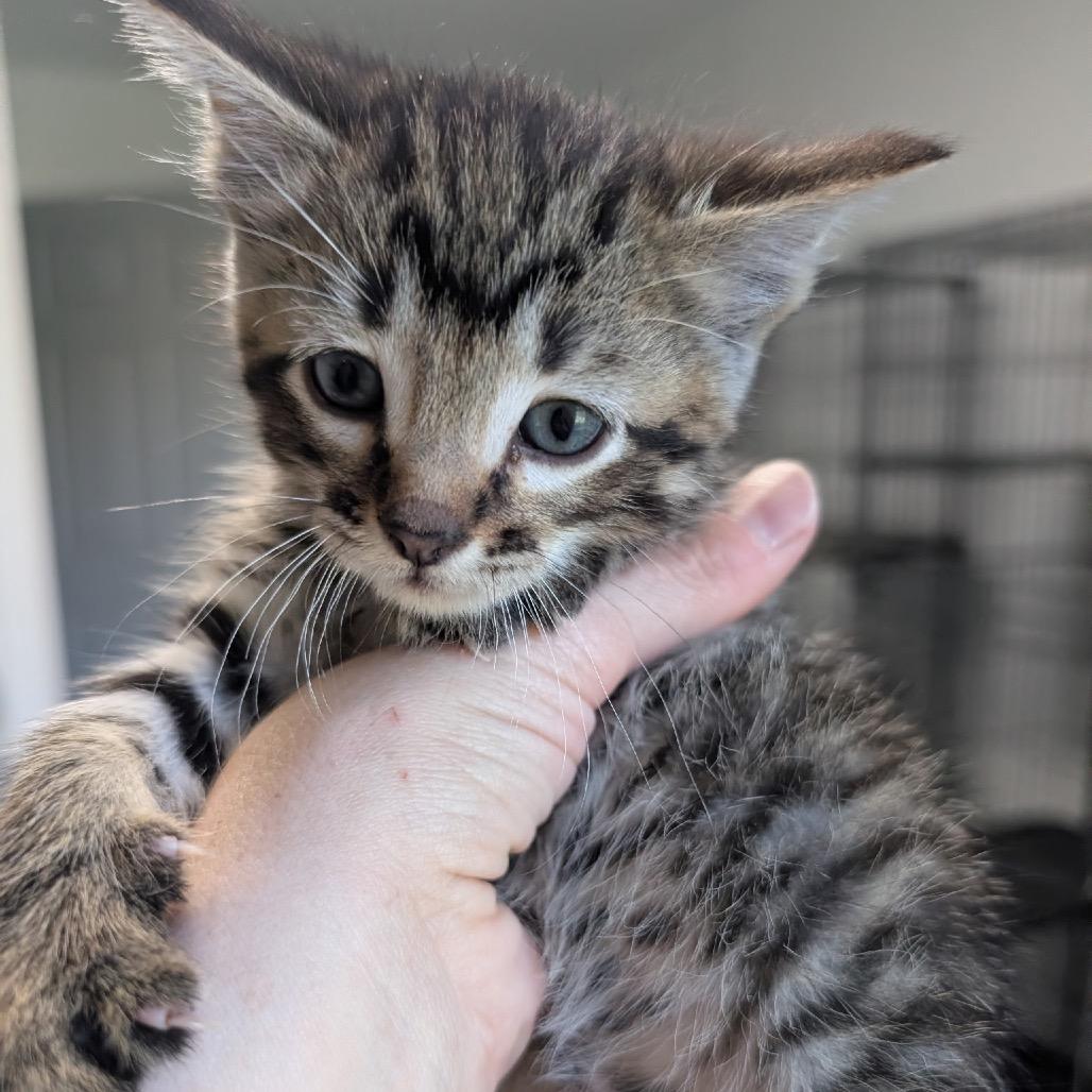 Sugar, Adoptable, Kitten Female Domestic Long Hair.