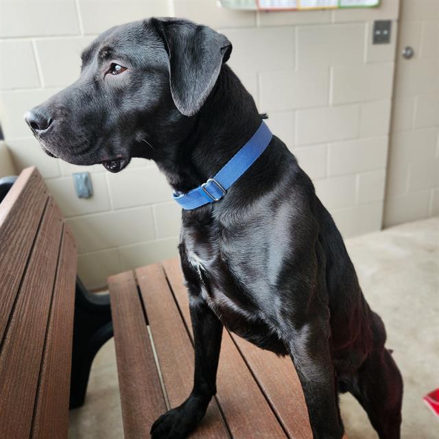 Enlarge KAI, a Adoptable mixed breed in Minneapolis, MN image 1/2