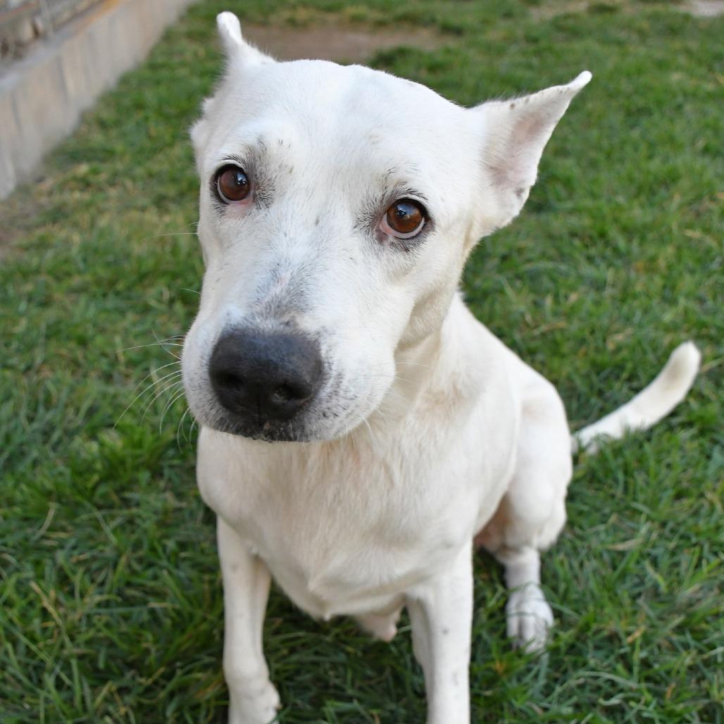 Enlarge Nelly, a Adoptable Shepherd in Beaumont, TX image 1/6