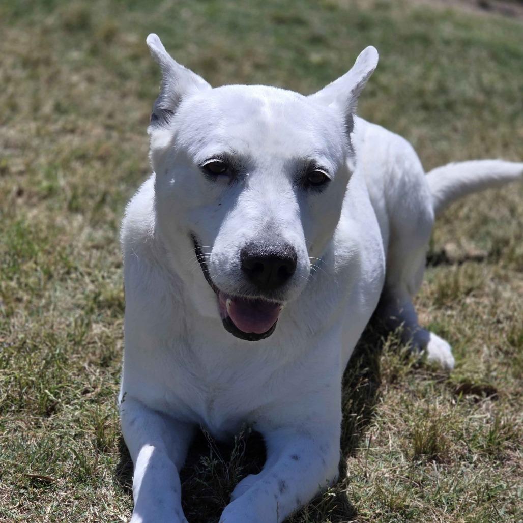Enlarge Nelly, a Adoptable Shepherd in Beaumont, TX image 2/6