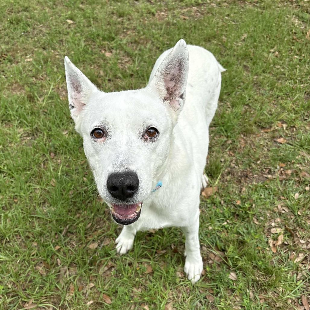 Enlarge Nelly, a Adoptable Shepherd in Beaumont, TX image 2/6