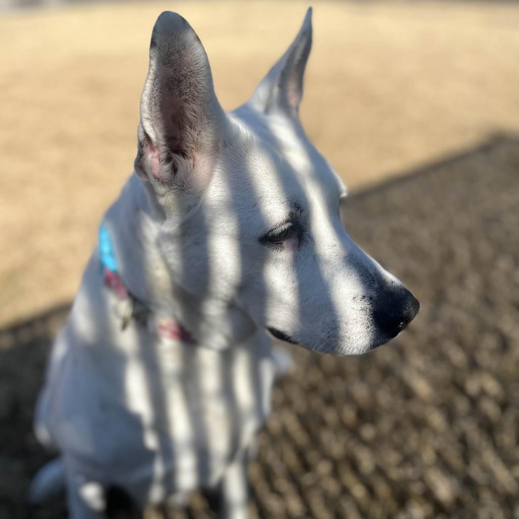 Enlarge Nelly, a Adoptable Shepherd in Beaumont, TX image 2/6
