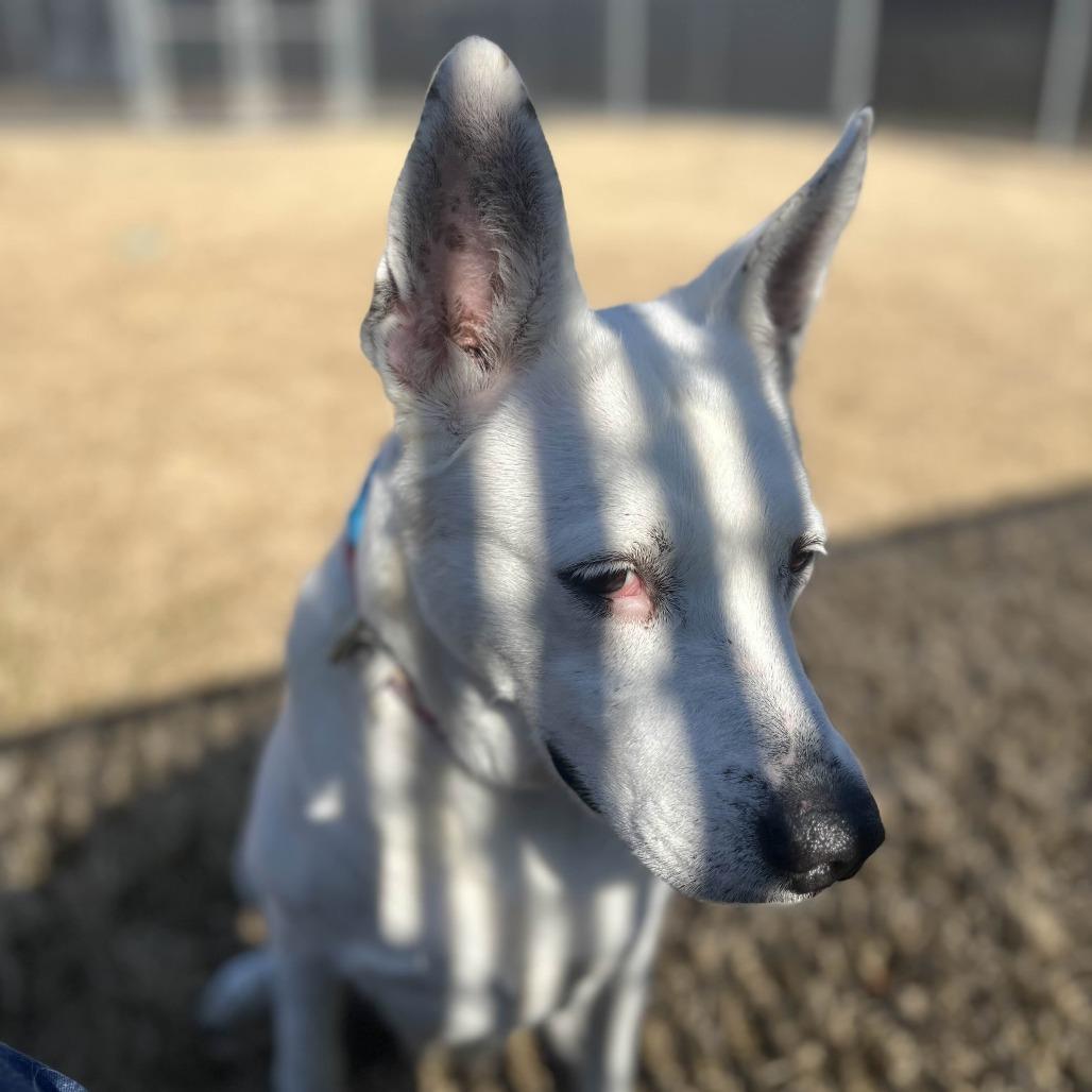 Enlarge Nelly, a Adoptable Shepherd in Beaumont, TX image 3/6